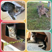 Katze, Kitten, EKH ❤️ Buttercup ❤️ Brandenburg - Finsterwalde Vorschau