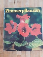 Zimmerpflanzen  Editha Thomas Rheinland-Pfalz - Pellingen Vorschau