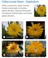 Blattkaktus/Epicactus/Epiphyllum Chiba Lovely Down-duftend,selten Thüringen - Ilmenau Vorschau