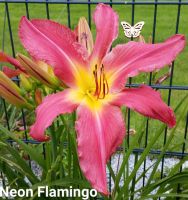 Winterharte Staude Taglilien Daylily Bayern - Grattersdorf Vorschau