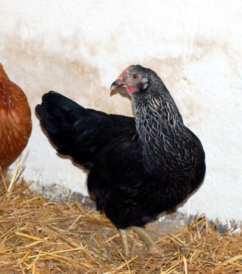 Legehennen, Sperber, Sussex, Blauleger, braune, weiße Hühner Huhn in Niedert