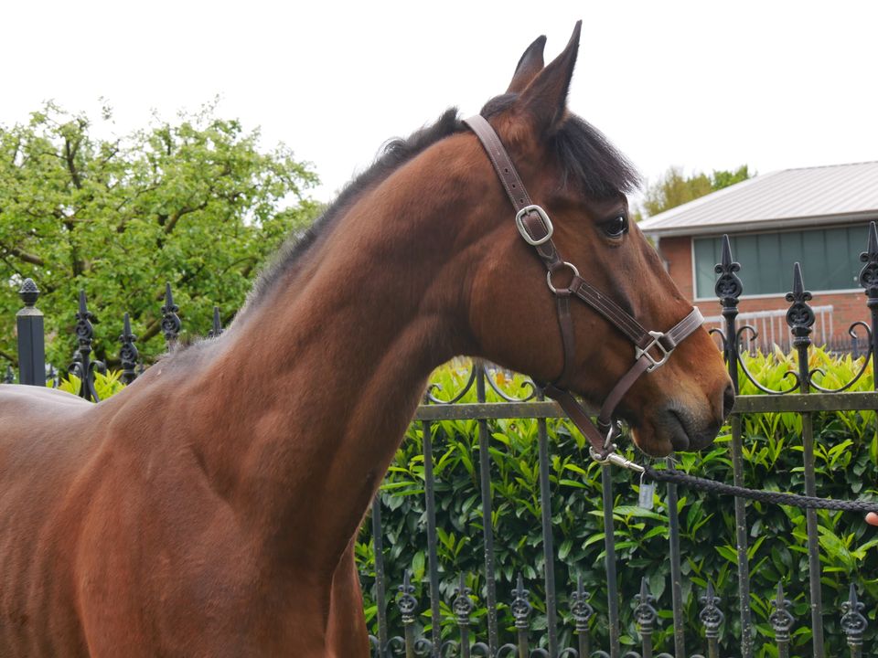 Freizeitpferd, Beistell Pferd , Beisteller, Trottatore Italiano in Dorsten