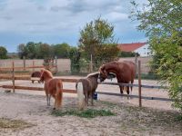 Offenstallplatz für kleine Ponys Rheinland-Pfalz - Heßheim Vorschau