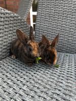 Kleinrex Kaninchen japanerfarbig Niedersachsen - Wardenburg Vorschau