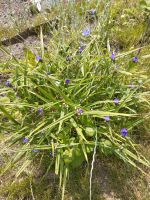 Staude blau Dreimasterblume Schwerin - Schelfstadt Vorschau