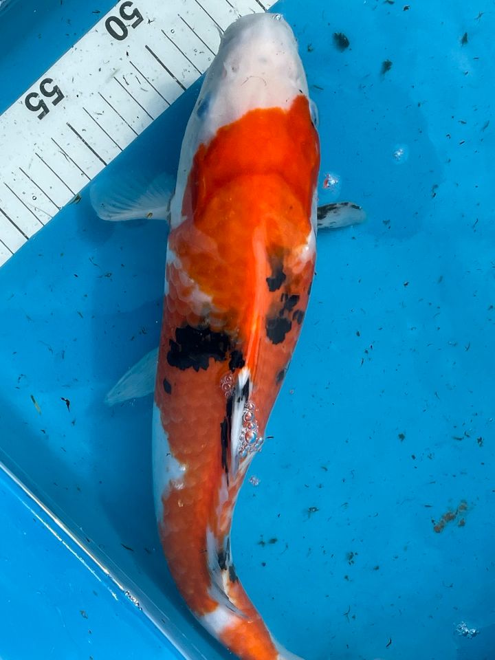 Sanke Showa Original Japan Koi 39 cm Marusei Koikarpfen in Neuenkirchen