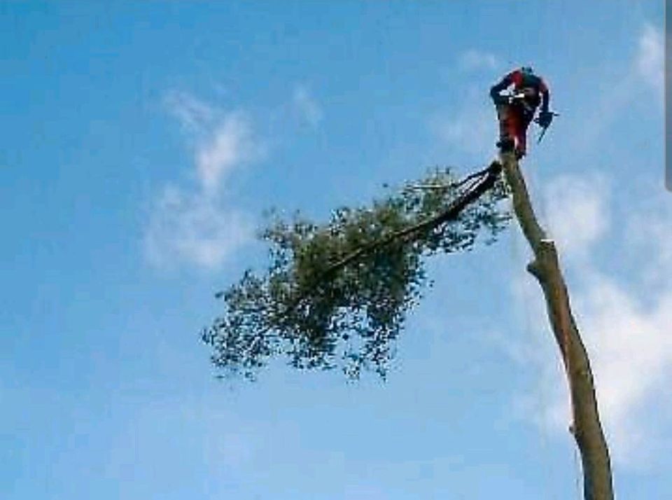 Baumpflege, Baumfällung, Baum fällen, Sturmschadenbeseidigung in Meuselwitz