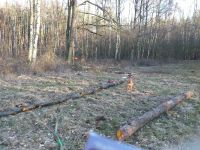 Brennholz Lohn sägen Sturmschaden Beseitigung Baum fällen Parchim - Landkreis - Plau am See Vorschau