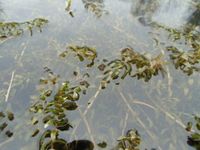 Teichpflanzen : 5 ltr. kan. Wasserpest, algenfreies Teichwasser Niedersachsen - Derental Vorschau