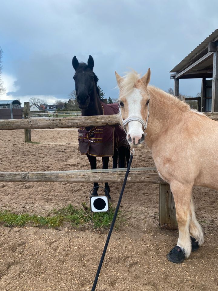 Unterstützung / Pflegebeteiligung für mein Pony in Hartenholm