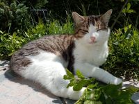 Katze vermisst! Bayern - Münchsmünster Vorschau