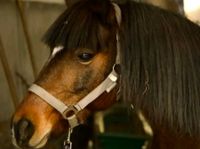 Ponywallach sucht neues Zuhause Brandenburg - Treuenbrietzen Vorschau