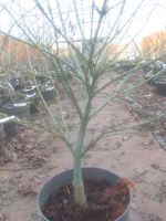 Fächerahorn - Acer palmatum 'Kashima', Bonsai Rohware, 2,5 cm Ø Niedersachsen - Soltau Vorschau