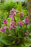 Garten Staude Bergenia pink Niedersachsen - Ahlerstedt Vorschau