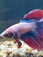 Siamesischer Kampffisch- Betta splendens Niedersachsen - Nordstemmen Vorschau