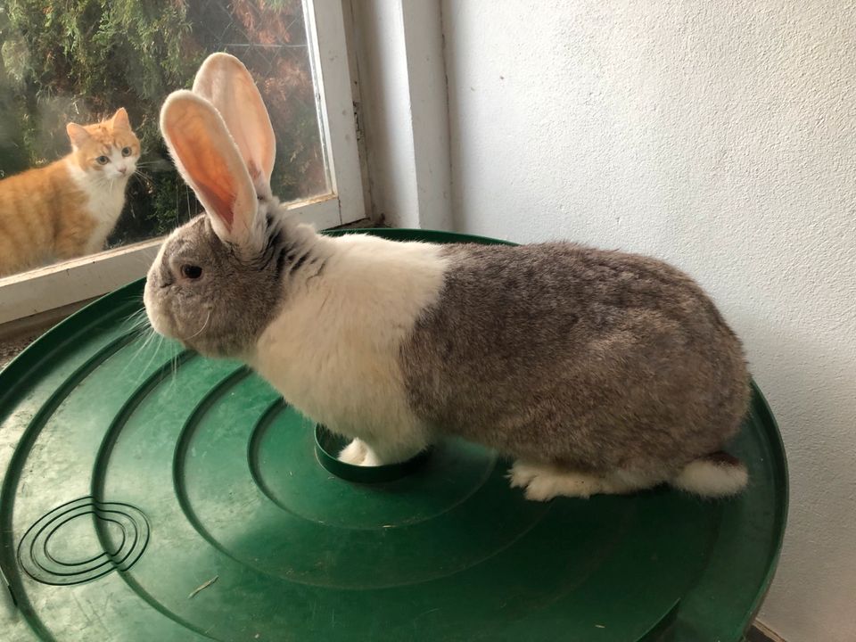 Kaninchen zu verkaufen in Büttstedt