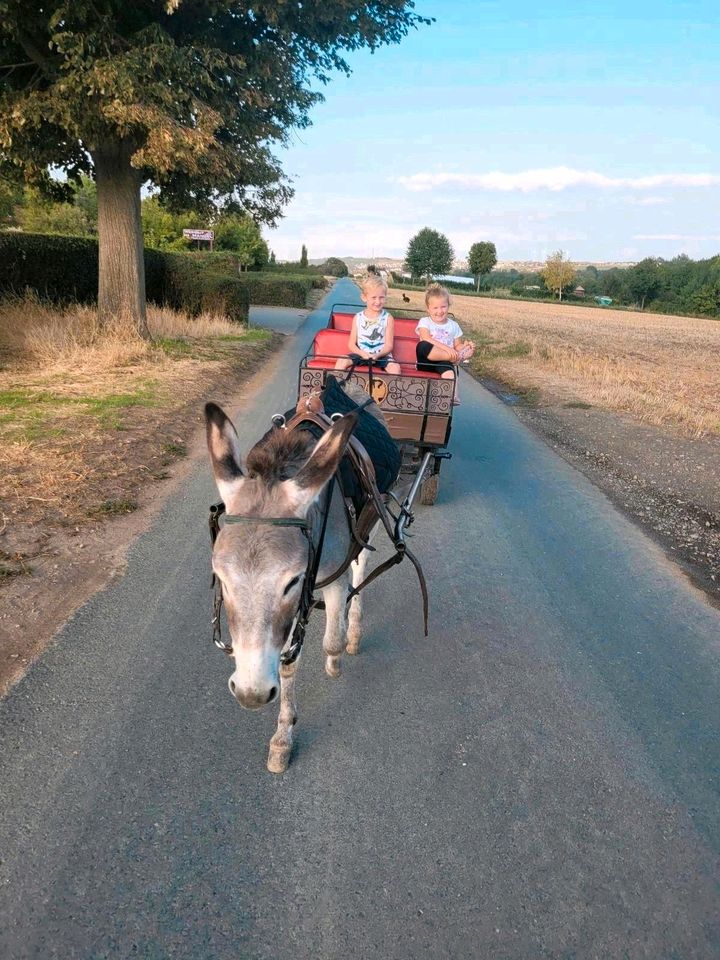 Eselwanderung/Kindergeburtstag in Saulheim