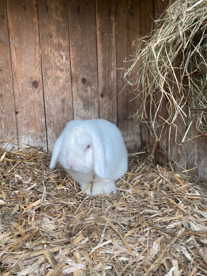 Kaninchen suchen 5⭐️zuhause in Stuhr