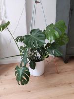 Monstera mit Übertopf 90x90cm Niedersachsen - Hildesheim Vorschau