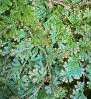 Selaginella uncinata bewurzelt Stecklings Mitte - Tiergarten Vorschau