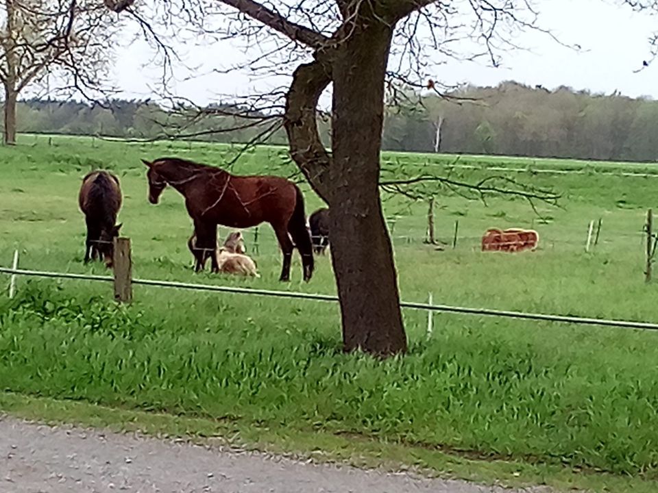 Offenstall/ Boxen Frei in Weyhe