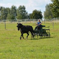 Training // "Problempferde" // Reiten // Fahren Brandenburg - Breydin Vorschau