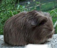 Meerschweinchen weibchen Slate-Blue langhaar Schleswig-Holstein - Achterwehr Vorschau