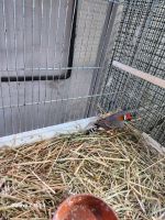 Verkaufe ein zebrafinken Hahn Nordrhein-Westfalen - Kerpen Vorschau