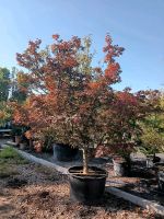 Acer palmatum bloodgood 250/300cm - japanischer Fächer Ahorn Hessen - Dreieich Vorschau