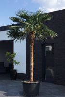 NEUHEIT! Trachycarpus fortunei „Elegans“ , ca. 3,5 m hoch. Nordrhein-Westfalen - Preußisch Oldendorf Vorschau