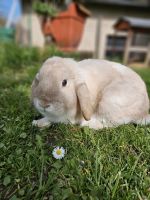 Widder Kaninchen Weibchen Niedersachsen - Dassel Vorschau