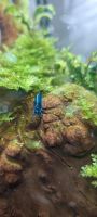 1,50 € Blue Dream Zwerggarnelen Neocaridina Wietmarschen - Lohne Vorschau