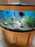 Eck Aquarium Juwel Komplett JBL inkl. Fische Hessen - Wölfersheim Vorschau