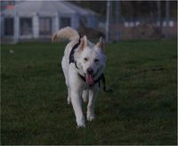Weißer Schäferhund sucht Familie Berlin - Schöneberg Vorschau