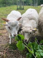 Skudden Lämmer aus 2024 Herdbuch A Schleswig-Holstein - Großenaspe Vorschau