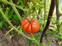 Fidan/Setzlinge/Pflanzen/Gurken/Tomaten/Paprika/Auberginen Nordrhein-Westfalen - Gelsenkirchen Vorschau