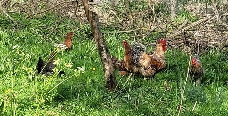 Bielefelder Kennhuhn in Heinsberg