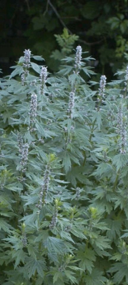 Echtes Herzgespann Staude Heilpflanze Garten bienenfreundlich in Malliß