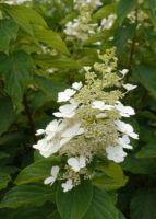 Rispenhortensie, Hydrangea paniculata Kyushu, Hortensie Niedersachsen - Zeven Vorschau