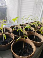 Tomaten- und Chili Pflänzchen, Pflanzen für Garten/Balkon Rheinland-Pfalz - Koblenz Vorschau