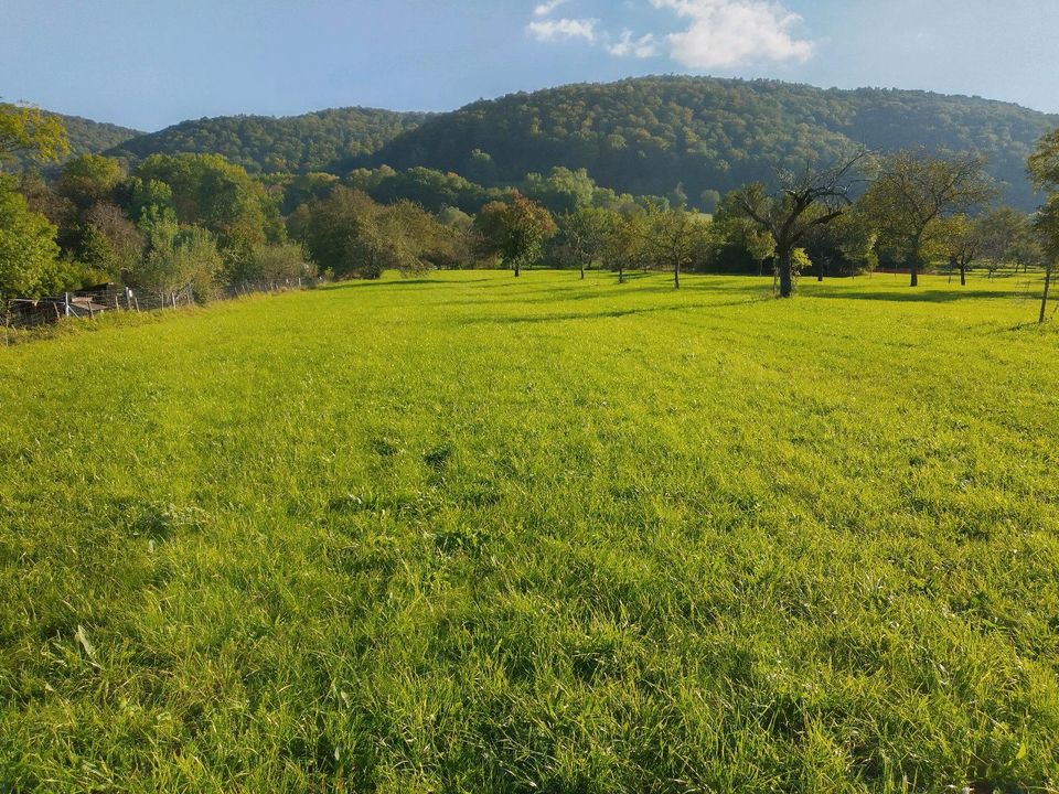 Wiese, Garten, Streuobstwiesen in Neuffen in BadenWürttemberg
