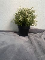 FEJKA Topfpflanze, künstlich, Thymian, 9 cm Baden-Württemberg - Konstanz Vorschau