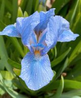 Zwergiris, 20 cm, Iris Thüringen - Schwaara Vorschau