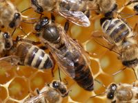 Bienenkönigin F0 und Wirtschaftskönigin F1, Carnica Königin Schleswig-Holstein - Todesfelde Vorschau