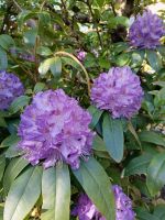 Rhododendron 180cm hoch Kiel - Ravensberg-Brunswik-Düsternbrook Vorschau