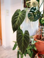 Philodendron Splendid ganze Pflanze | Zimmerpflanze Rheinland-Pfalz - Budenheim Vorschau