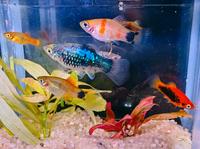 ⭐Platy Xiphophorus maculatus  Aquarium Fisch 2 €*⭐ Rheinland-Pfalz - Minfeld Vorschau
