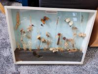 Schaukasten Diorama Lebensgemeinschaft Wiese Insekten 1988 Schule Bayern - Schweitenkirchen Vorschau