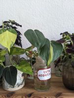 Ableger Philodendron Brazil Schleswig-Holstein - Kiel Vorschau