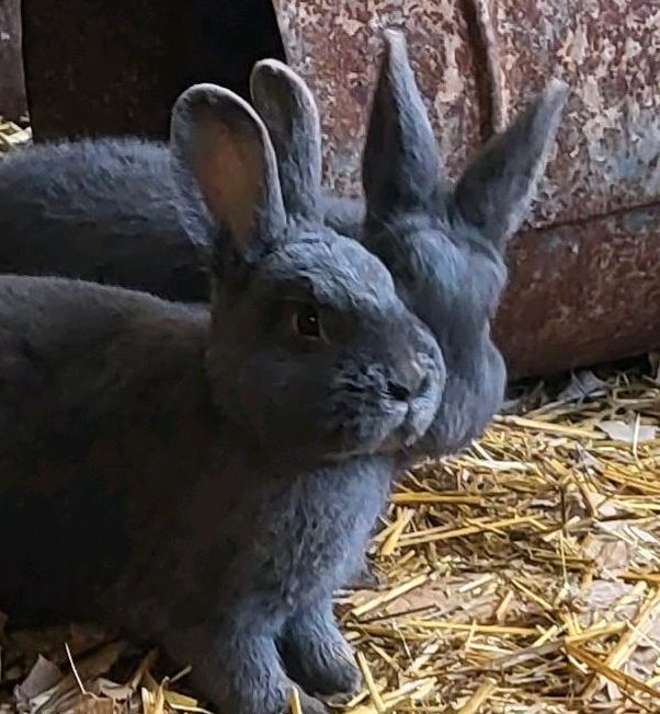 Letzte Chance Blaue Wiener in Petershagen